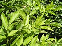 Sureau, Sambucus nigra (Lyon, Parc de la Tete d'or, 2012)(2)